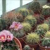 - Echinocactus mix coll JL in 1986 ©JL.jpg